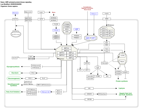 AMP-activated protein kinase signaling