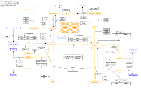 Sphingolipid pathway