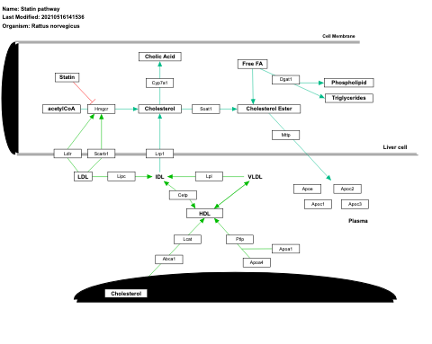 Statin pathway