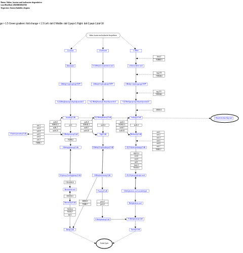 Valine, leucine and isoleucine degradation