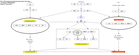 Physiological and pathological hypertrophy of the heart