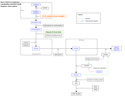 Vitamin D metabolism