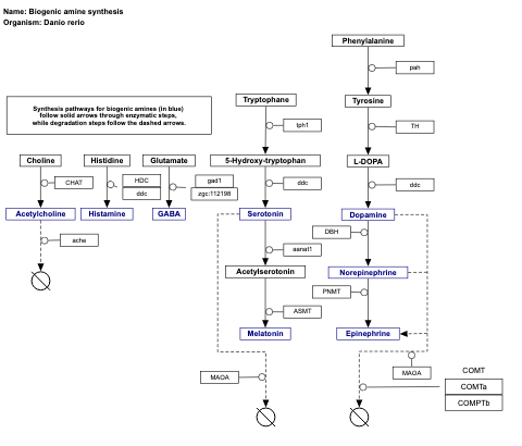 Biogenic amine synthesis