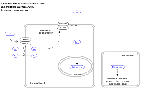Nicotine effect on chromaffin cells