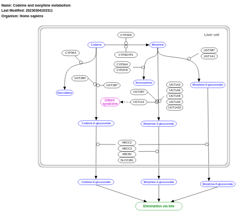 Codeine and morphine metabolism