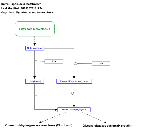 Lipoic acid metabolism