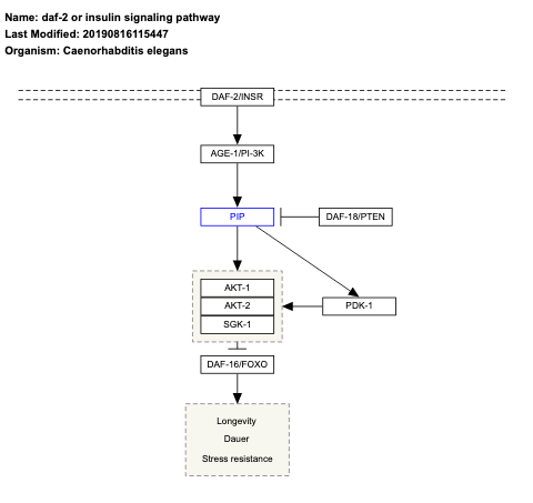 daf-2 or insulin signaling pathway