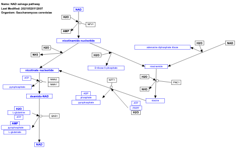 NAD salvage pathway