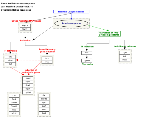 Oxidative stress response