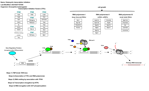 Eukaryotic transcription initiation