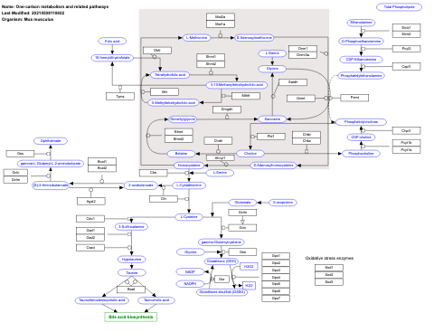 One-carbon metabolism and related pathways