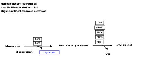 Isoleucine degradation