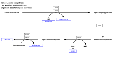 Leucine biosynthesis
