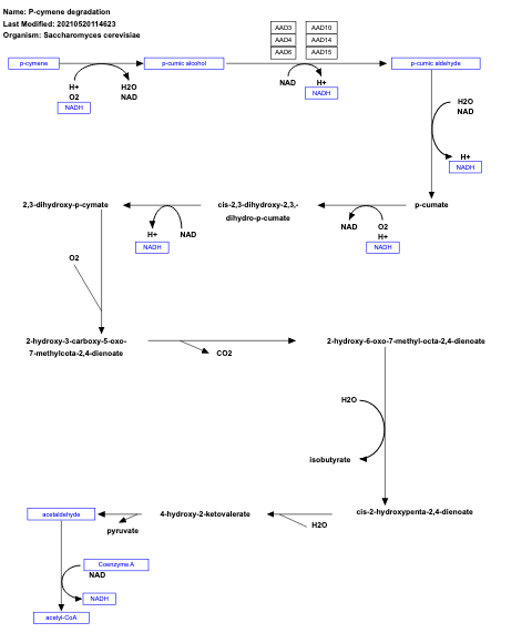 P-cymene degradation