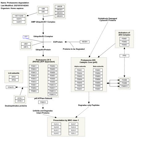 Proteasome degradation
