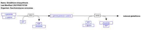 Glutathione biosynthesis