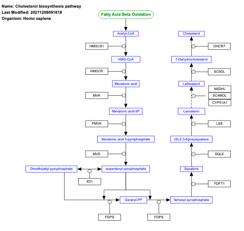 Cholesterol biosynthesis pathway
