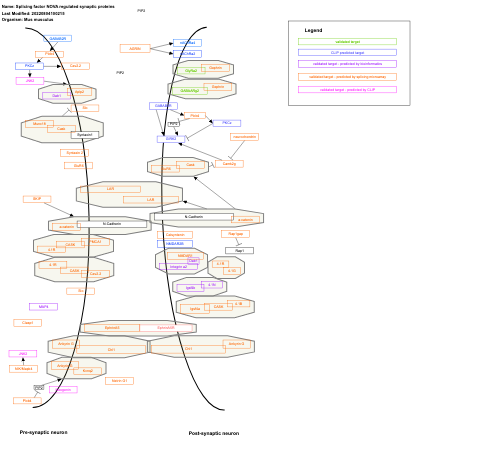 Splicing factor NOVA regulated synaptic proteins