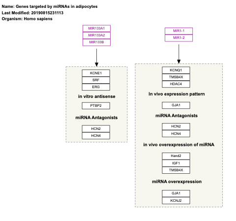 Genes targeted by miRNAs in adipocytes