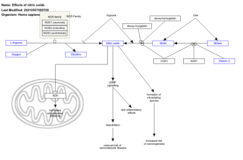 Effects of nitric oxide