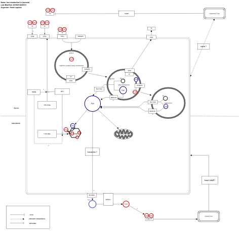 Iron metabolism in placenta