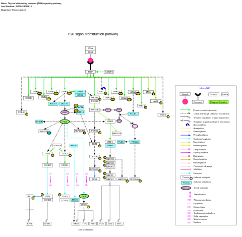 Thyroid stimulating hormone (TSH) signaling pathway
