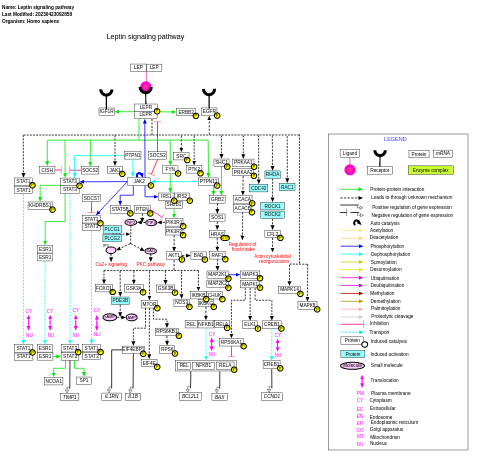 Leptin signaling pathway