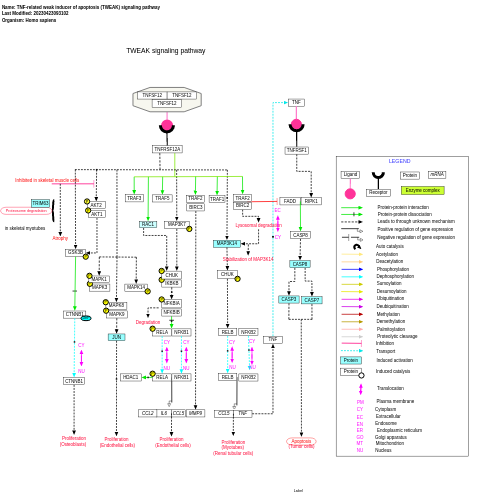 TNF-related weak inducer of apoptosis (TWEAK) signaling pathway