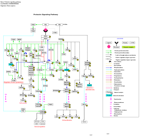 Prolactin signaling pathway