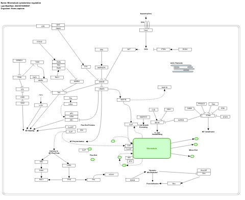 Microtubule cytoskeleton regulation