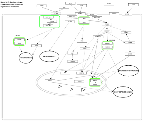 IL-17 signaling pathway