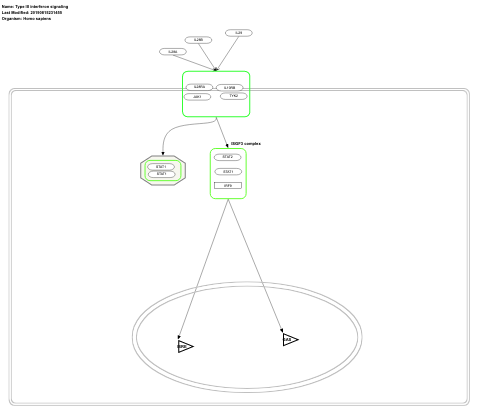 Type III interferon signaling
