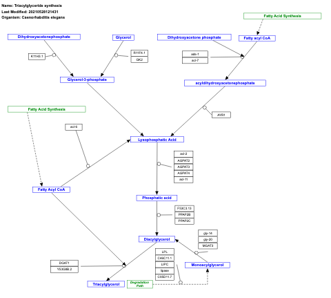 Triacylglyceride synthesis
