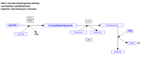 Pyruvate dehydrogenase pathway