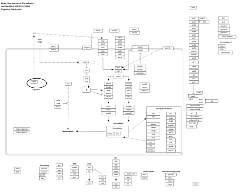 Non-canonical Wnt pathway
