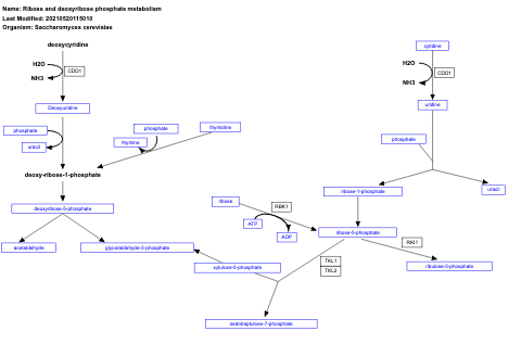 Ribose and deoxyribose phosphate metabolism
