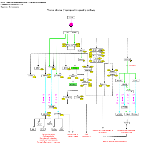 Thymic stromal lymphopoietin (TSLP) signaling pathway