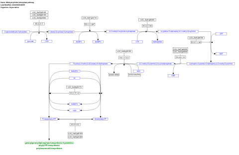 Methylerythritol phosphate pathway