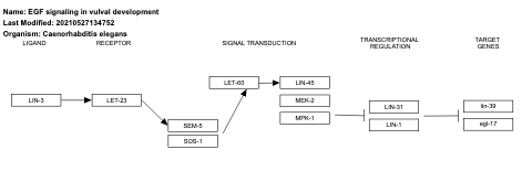 EGF signaling in vulval development