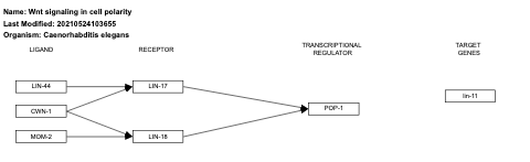 Wnt signaling in cell polarity