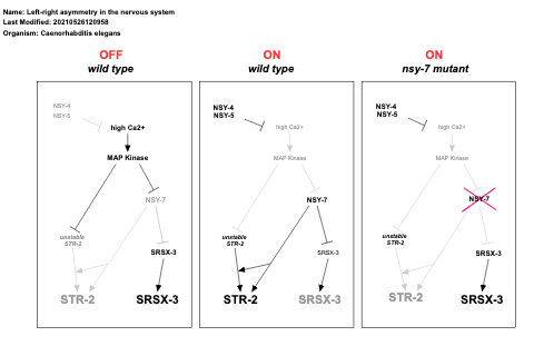 Left-right asymmetry in the nervous system