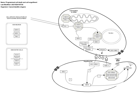 Programmed cell death and cell engulfment
