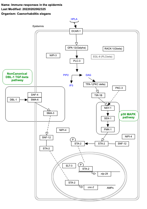 Immune responses in the epidermis