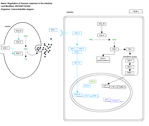 Regulation of immune response in the intestine
