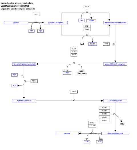 Aerobic glycerol catabolism