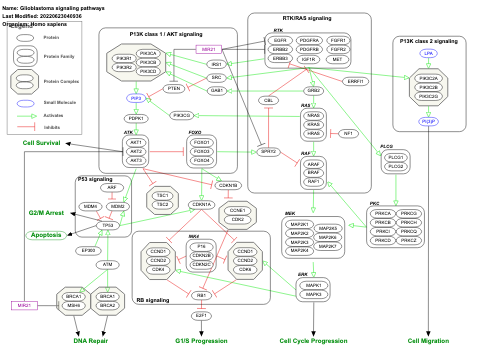 Glioblastoma signaling pathways