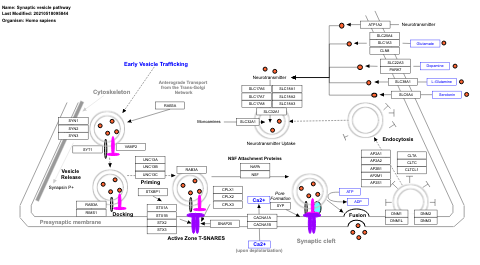 Synaptic vesicle pathway