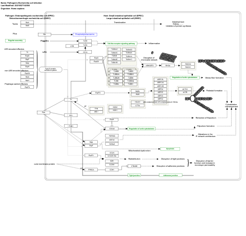 Pathogenic Escherichia coli infection