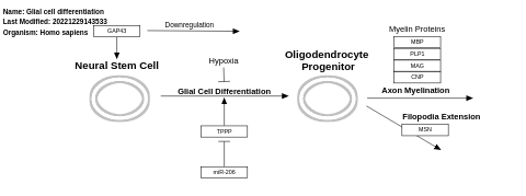 Glial cell differentiation