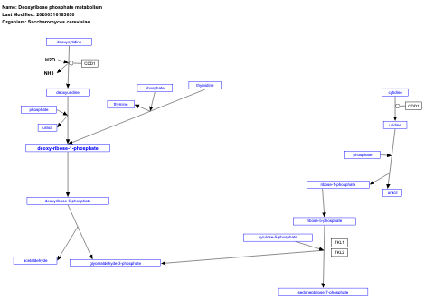 Deoxyribose phosphate metabolism